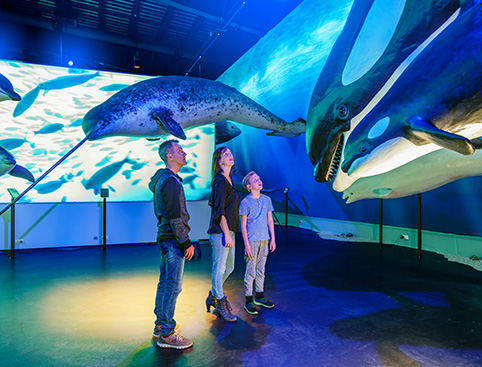 Whales of Iceland Exhibition