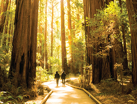 Muir Woods and Sausalito Experience